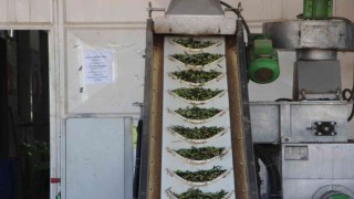 Kiliste zeytinyağı fabrikaları tam kapasite çalışıyor