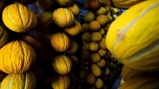 Kırkağaçın yaz meyvesi kavunları kışlık sofraları süsleyecek