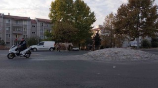Kırklarelinde başıboş atlar trafiği tehlikeye sokuyor
