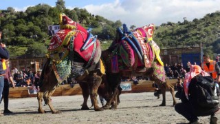Koçarlıda Deve Güreşi Festivali için geri sayım başladı