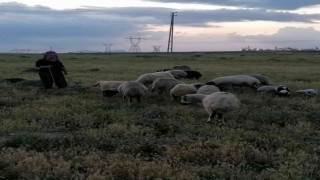 Köpeklerin saldırısına uğrayan 3 koyun telef oldu
