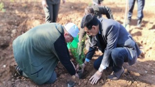 Köyceğizde Milli Ağaçlandırma Günü nedeniyle fidan dikildi