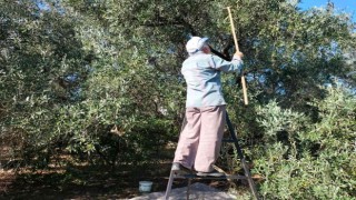 Köyceğizde yağış sonrası zeytin hasadı hızlandı