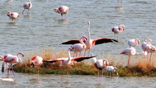 Kuş Otelindeki flamingo sayısı bin 250ye ulaştı.