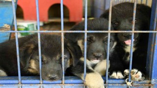 Kuşadası Belediyesi 950 hayvanı ömürlük yuvasına kavuşturdu