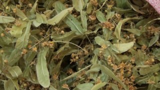 Kütahyada aktarlara ilgi arttı