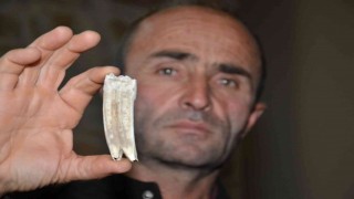 Kuzu otlatırken 16 milyon yıllık at dişi buldu