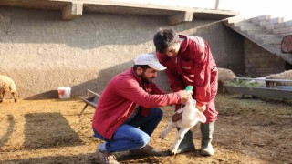Mardinde küçükbaş hayvancılıkta yüzde 50 artış