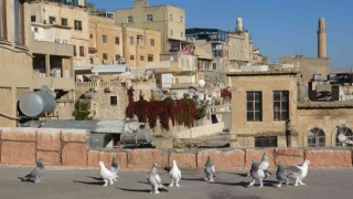 Mardinde taklacılar tescil edilmeyi bekliyor