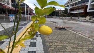 Marmariste sokakları limon ağaçları süsleyecek
