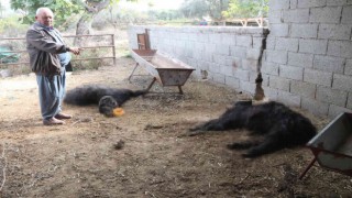 Mersinde başıboş köpek dehşeti: Ağıldaki keçileri telef ettiler