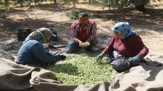 Mersin'de zeytin üreticileri hasat için işçi bulamıyor