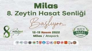 Milasta bu hafta sonu zeytin hasat şenliği düzenlenecek
