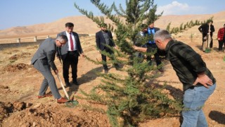 Milli Ağaçlandırma Gününde Cizrede 11 bin fidan toprakla buluştu