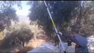 Muğlada Zeytin hasadı başladı
