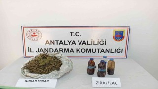 Muz bahçesine esrar operasyonu