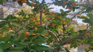 Nallıhanda yetiştirilen mandalina görenleri şaşırtıyor