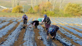 Nilüfer Belediyesinden kadın üreticilere 100 bin çilek fidesi