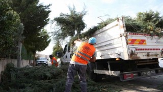 Nilüferde bahçe ve budama atıkları kompost oluyor