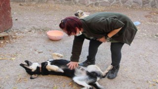 Öğretim Görevlisi Altınbaş, kendi imkanlarıyla kampüsteki köpeklere bakıyor
