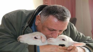 Öksüz kalan kuzulara evlerinde bebek gibi bakıyorlar