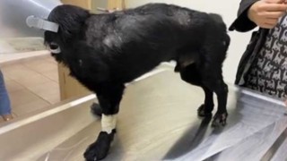 Omurilik felcine ilk umut ışığı: Kuantum Sinyal Tedavisi