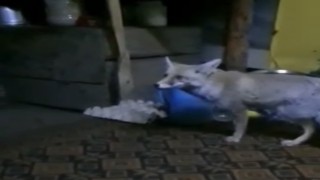 Osmaniyede aç kalan tilki orman işçilerine sığındı