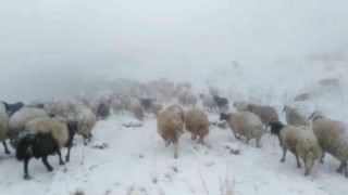 Otlanmaya çıkarılan sürü kar yağışına yakalandı