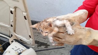 Otomobilin motor bölümünde sıkışan kedi yavrusunu itfaiye kurtardı