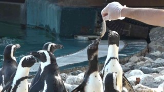 (Özel) Penguenlerin balık keyfi