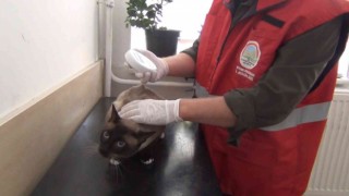 (ÖZEL) Afyonkarahisarda 1000den fazla kedi ve köpek çiplendi