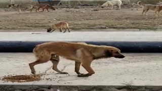 (ÖZEL) Bacağı kırılan köpeğin yardımına hayvan severler koştu