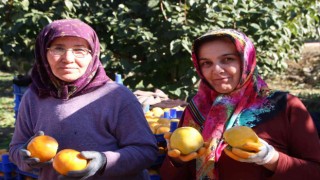 (ÖZEL) Bilecik ülkemizin Cennet Hurması ihtiyacının yüzde 35ini karşılıyor