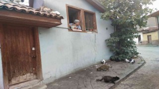 (ÖZEL) Evinin camından onlarca kediyi besliyor