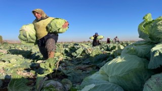 (ÖZEL) Kışlık lahanaların toprak mesaisi sona erdi