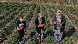 (Özel) Köylü kadınların hayatı bir fide ile değişti...Köyün tamamı 7 ay çilek üretiyor