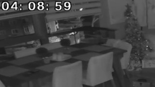 Pendikte depremi papağan böyle hissetti