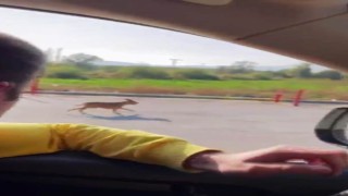 Pitbull cinsi köpeği sokağa terk eden şahsa 40 bin 860 lira ceza