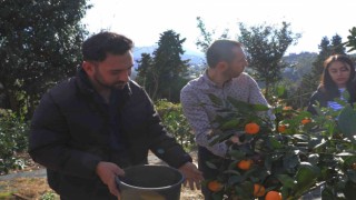 Rizede mandalina hasadı başladı