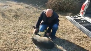 Sağlığına kavuşan karaca, doğaya salındı