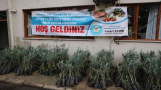 Salihlide 6 bin 480 zeytin fidanı üreticilere teslim edildi