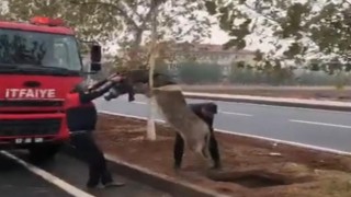 Şanlıurfada çukura düşen eşek kurtarıldı
