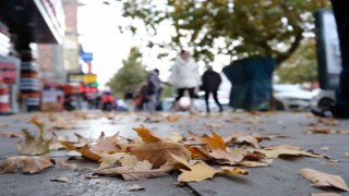 Sararan ve dökülen yapraklar görsel şölen oluşturdu