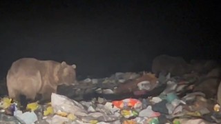 Sarıkamışta ayılar kış uykusu öncesi besin depoluyor