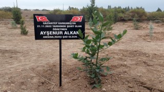 Şehit öğretmen Ayşenur Alkan adına fidan dikildi