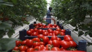 Seracılık Mükemmeliyet Merkezinde 4 ayda 550 ton domates