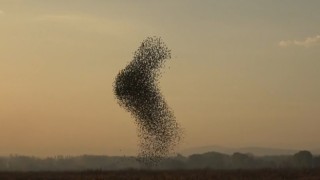 Sığırcık kuşlarının gün batımı dansı hayran bıraktı