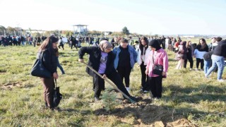 Sinopta 49 bin fidan dikildi