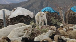 Şırnaklı çiftçi devletten aldığı destekle 680 keçiden günde 2 bin 500 litre süt elde ediyor