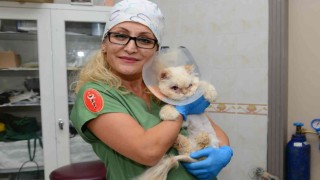Sokağa terk edilen kedi, estetik operasyonuyla gözlerine kavuştu